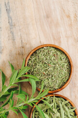 Stevia extract.Stevia plant.Vegetable sweetener. Alternative Low Calorie Sweetener.Dried stevia and green twig in a cup and a wooden spoon.Sugar substitute. Natural dietary sweetener.