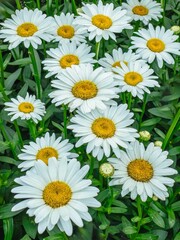 Flowers in the garden including the Shasta Daisy during summer