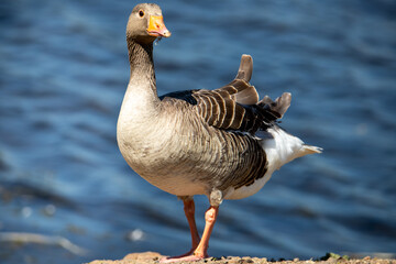 A goose, geese is a bird of waterfowl species. This group comprises the grey, white and the black....