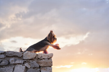 dog on the background of the sunset sky. Cute yorkshire terrier waving his paw. Pet in nature 