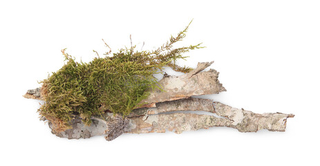 Tree bark piece with moss on white background, top view