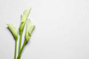 Beautiful calla lily flowers on white background, top view. Space for text