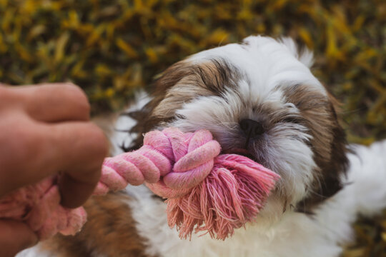 shih tzu puppy playing