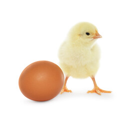 Obraz premium Cute chick and egg on white background. Baby animal