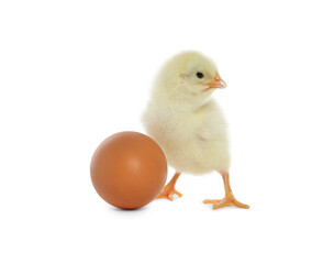 Cute chick and egg on white background. Baby animal