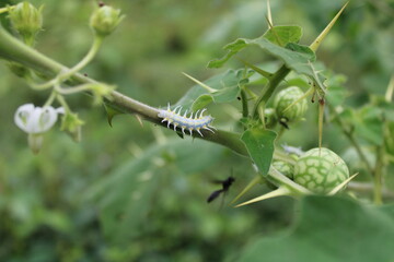 green caterpillar on a plant, gusano en planta