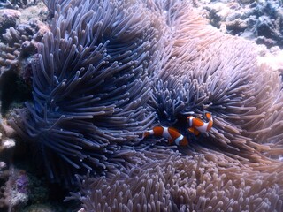 Fototapeta na wymiar A photo of orange nemo clown fish and its beautiful anemone. Bright orange nemo clown fish living on the tropical coral reef. The underwater world of Raja Ampat sea, West Papua, Indonesia.