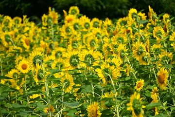 Blooming sunflower flowers. Asteraceae annual plants native to North America. Large yellow flowers bloom from summer to autumn. Seeds are edible.