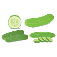 Vector illustration of ripe and unripe green cucumber with leaves. Sliced and whole cucumber vegetable in cartoon flat style for business and education design element. Healthy for skin treatment