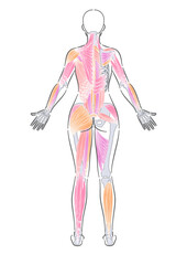 女性　全身筋肉　後面　表記なし