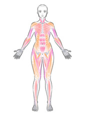 女性　全身筋肉　表層　表記なし