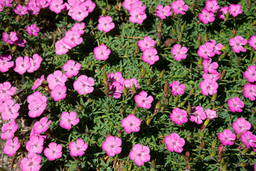 Obraz premium Sweet flora william blooming petals pink flowers background, Dianthus barbatus, Chinensis, china pink flowers top view. 