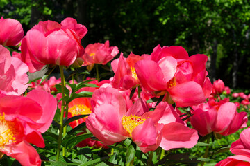 Peony Raspberry Charm. Peony flower blossom in the botanical garden. Huge bright pink peonies on the green background with selective focus. Semi-double pink peony Raspberry Charm, paeonia lactiflora.