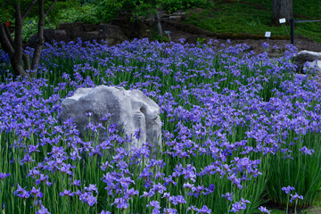 Field Iris Flowers Lilac Purple