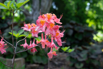 Coral rhododendron flowers. Beautiful pink rhododendron flower close-up. Blooming rhododendron on bokeh background.