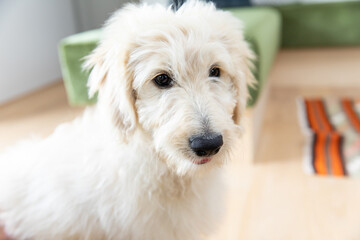 ラブラドゥードル　Labradoodle