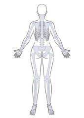 女性　全身骨格　後面　足関節底屈位