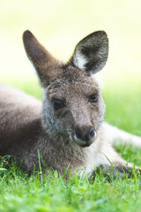 A kangaroo laying over grass, close up