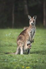 A kangaroo and his baby on her pouch