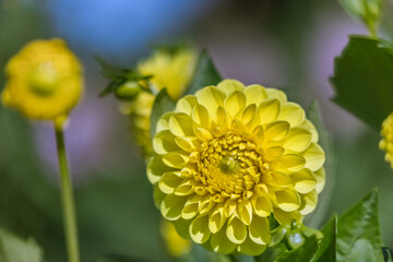 ダリアの花