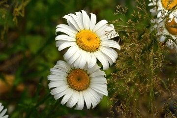 white daisies in a garden
