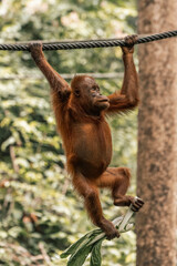 A young orangutan climbs with his arms in the jungle