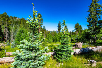 Williams Creek Wilderness Area in Colorado