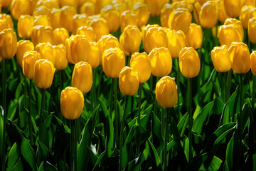 Obraz premium Tulips in Keukenhof, Netherlands