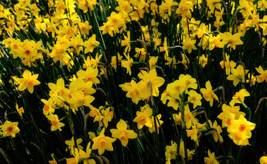 Tulips in Keukenhof, Netherlands