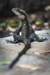 A bearded dragon lizard, closeup