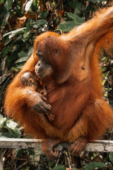 A close up of an orangután and her baby