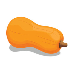 Vector illustration of butternut squash or butternut pumpkin whole and cut in half. Cartoon ripe yellow squash, pumpkin vegetable. Harvest or crop for Thanksgiving Day celebration, fresh veggies