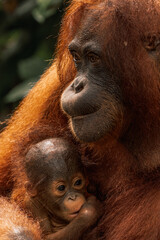 A close up of an orangután and her baby