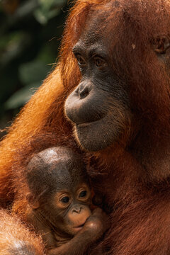 A close up of an orangut&aacute;n and her baby