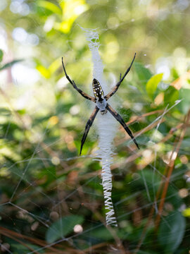 Close Up of an Argiope Aurantia or Black and Yellow Garden Spider with a Zigzag Web
