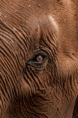 En elephant's eye close up