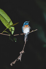 A tiny blue bird on a branch during the night