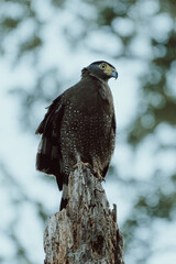 An eagle over a branch