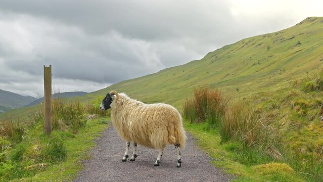 Black headed sheep walking and looking around on the West Highland Way trail surrounded by grassy countryside, Scotland