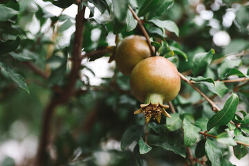 fruit pomegranate on the trees