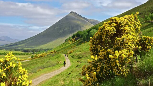 Colorful yellow spring wildflowers in bloom alongside the West Highland Way trail with a picturesque Scottish Highlands view