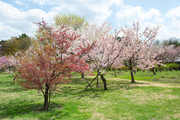 Cherry trees with pink flowers in the park. Cherry blossom festival in the beautiful morning sun of spring