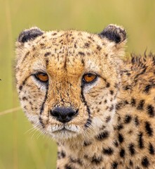 portrait of a cheetah