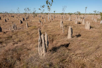  Giant  termite mounds in outback Queensland, Australia.