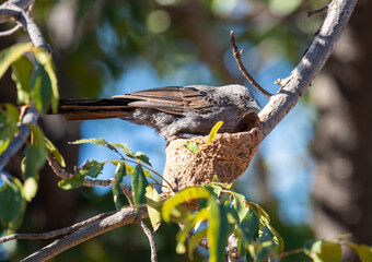 Apostle bird at mud nest in tree at Normanton, Queensland,
