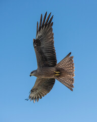 whistling kite in flight in outback ueensland, Australia