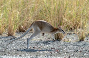 Female agile wallaby with a joey in far north Queensland,Australia.