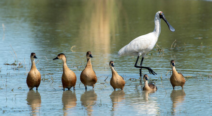 Whistler ducks  and a royal spoonbill on a lagoon in far north Queensland, Australia.