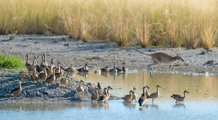 Whistler ducks and a Agile wallaby on a lagoon in far north Queensland, Australia.
