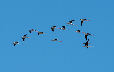 A flock of Stilts in flight over a lagoon in far north Queensland, Australia.